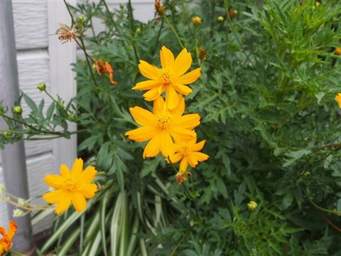 P8121129