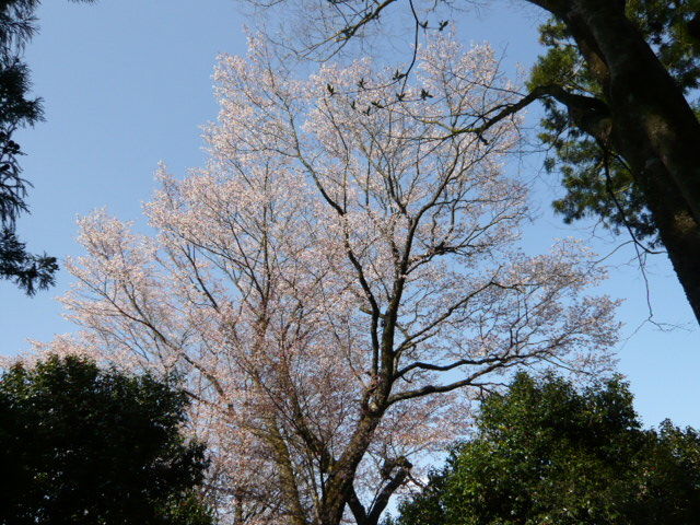 イメージ 4