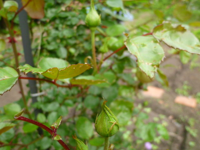イメージ 8