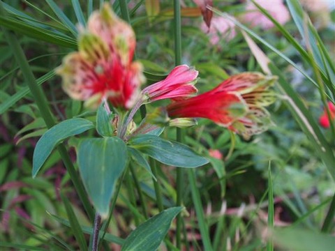 P6241035