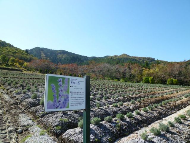 イメージ 6