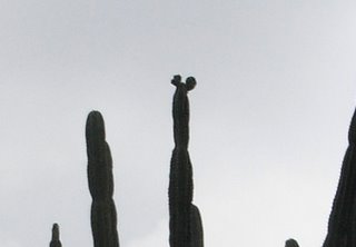 サボテンの隠れミッキー Juneberry