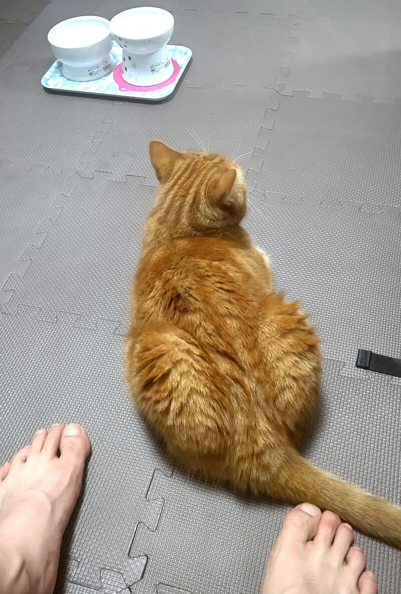 neko1