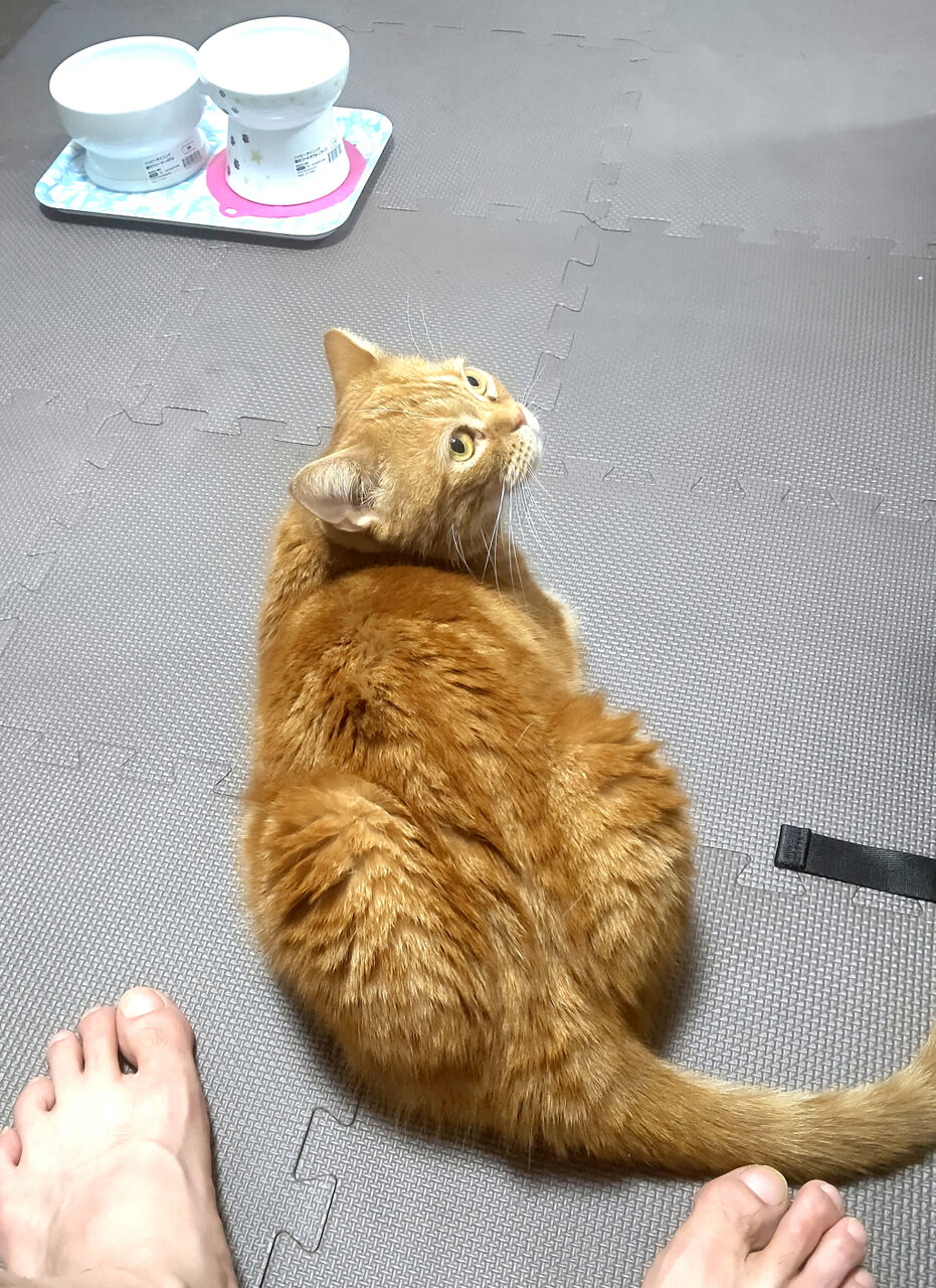 neko2