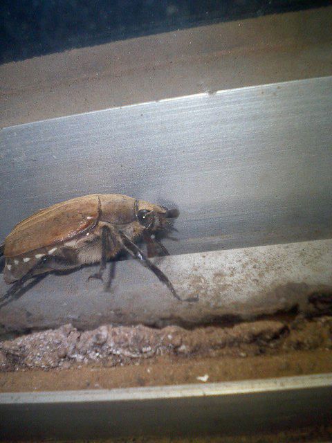 キモイ虫が出た 汗馬の労