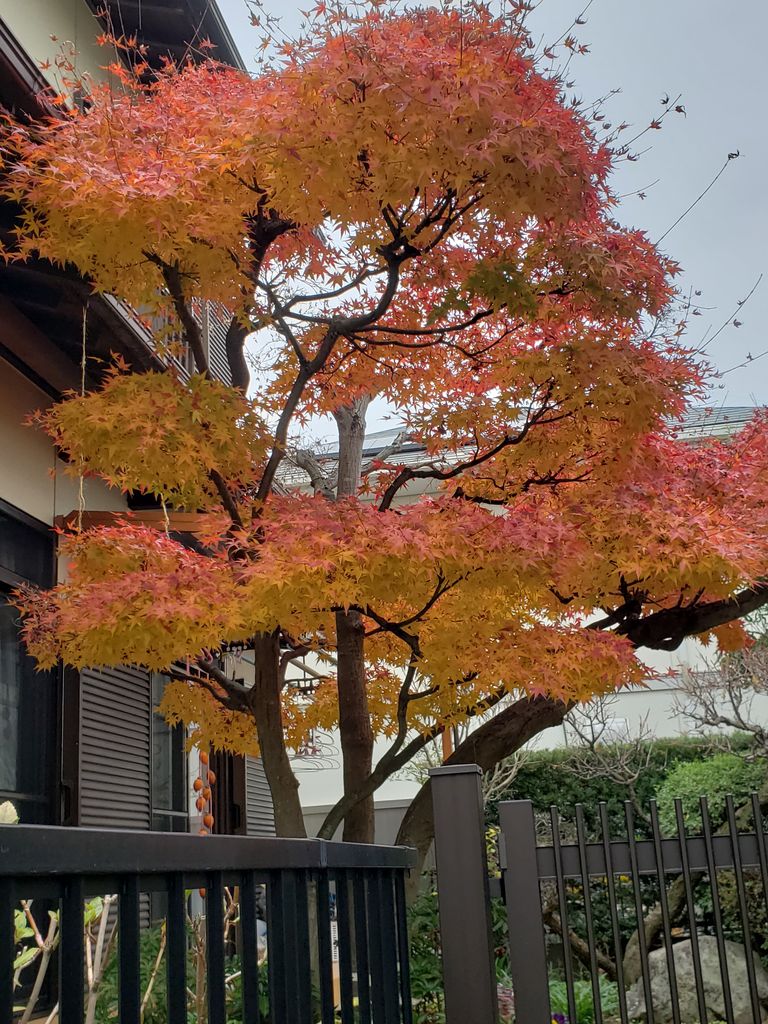 紅葉 順吾の一日