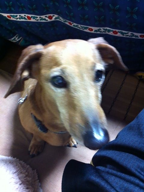 ヒゲ抜き犬 犬が書く日記 ヒゲ抜き犬 犬が書く日記
