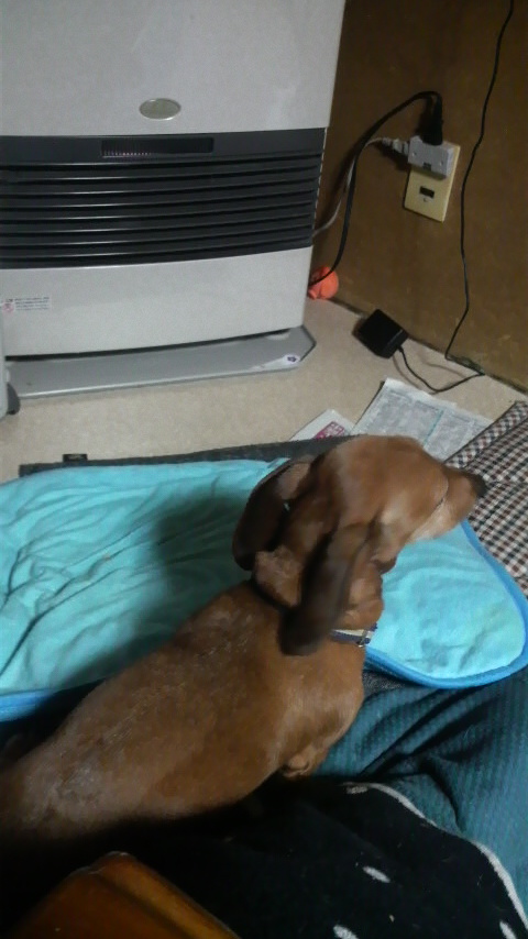 ホットスポット 犬が書く日記