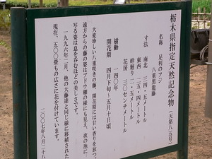 07.藤5