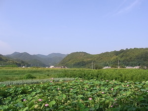 01.蓮池へ