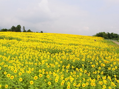 06.鮮やかな黄色