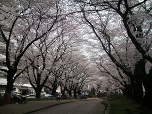 ����������ƻ