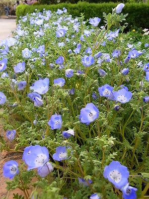 10.花壇