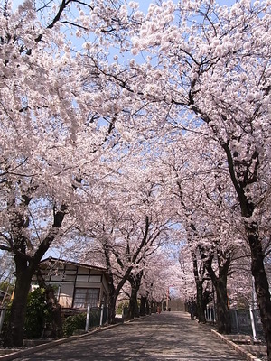 06.桜のトンネル