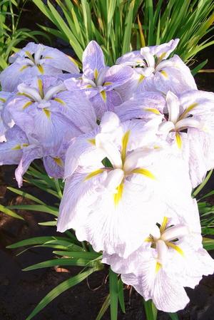 花菖蒲7