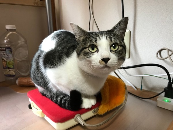 �����������ʪ��