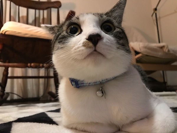 Ŵ�ӥ����ԥ���ȥ�