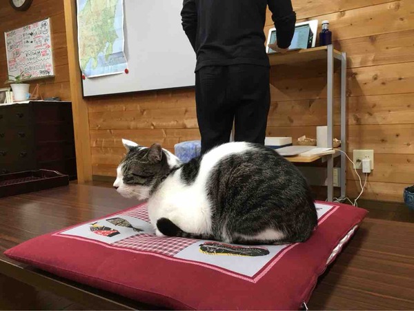 ねこのいる講座