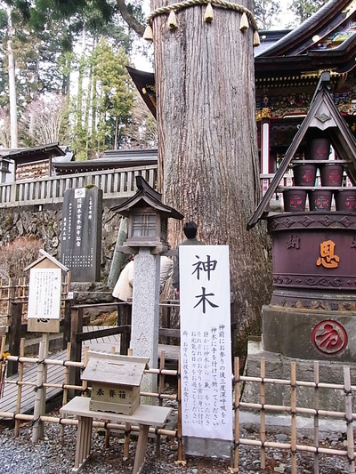 15.立派なご神木