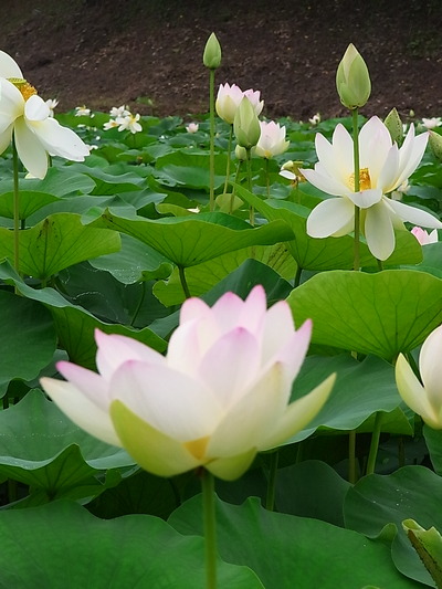 05.お花見
