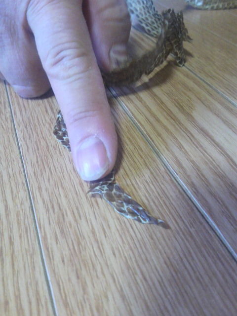 閲覧注意 金運up の縁起物 青大将の抜け殻 西敏央blog ー全ては素敵な偶然の必然ー