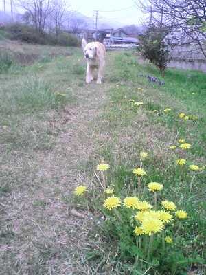 02.タンポポの小道