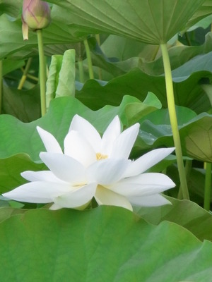 04.白い蓮