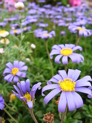 06.花壇
