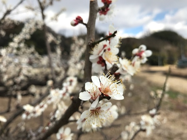 梅は咲いた