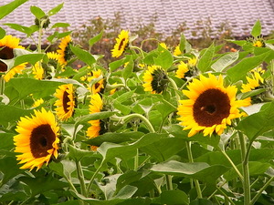 09.夏の名残