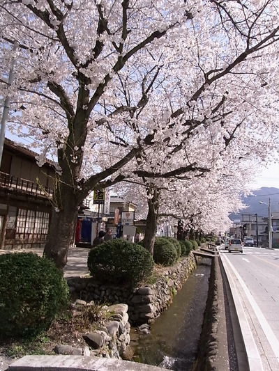 05.まっすぐずっと桜