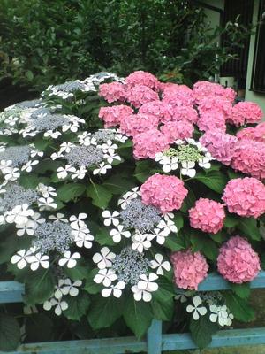 紫陽花1