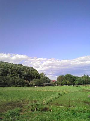 若い緑と青い空