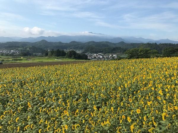 山とひまわり