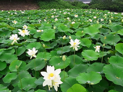 01.一面の蓮池