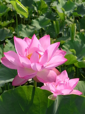 05.蓮2