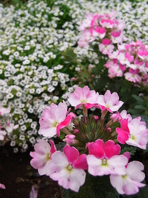 09.花壇
