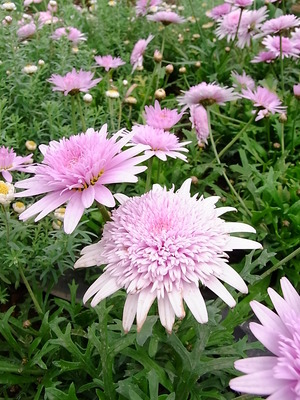 05.花壇