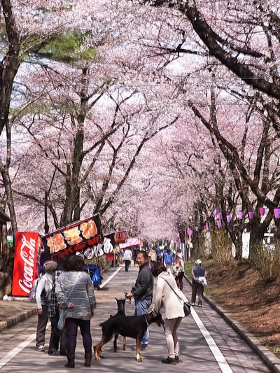 06.六分咲き