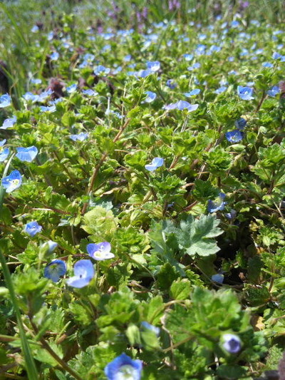 02.青い花満開