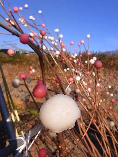 02.紅白の繭玉
