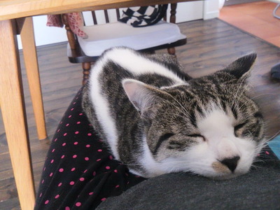 ²øÅ𥷥ã¥ó¥Ô¥¨¥ó¥È¥Õ