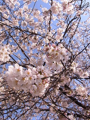 ��������Ȩ��