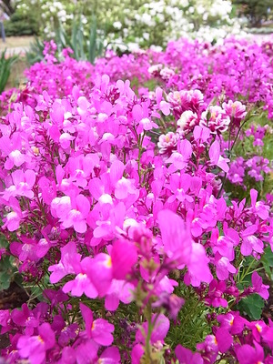 02.花壇
