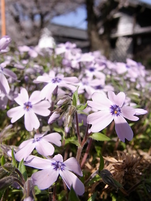 ��������Ȩ���μǺ�