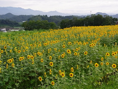09.近くの黄色は整然と並んで