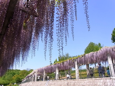 02.続く藤棚