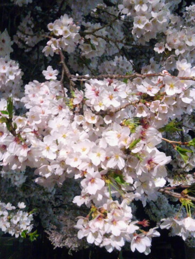 11.ファミマ桜20150405