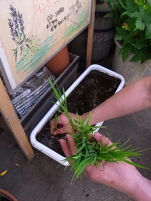 03.田植え中