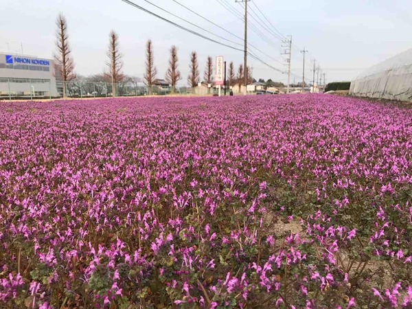 ホトケノザ(花言葉は調和)